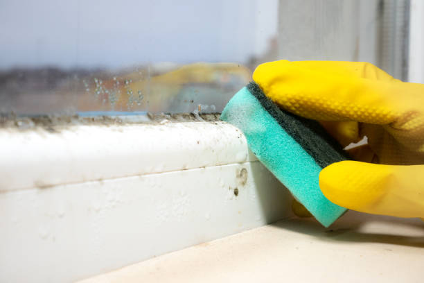 Best Professional Mold Removal  in Dilley, TX