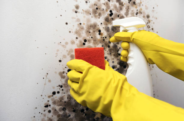 Best Certified Mold Removal  in Dilley, TX