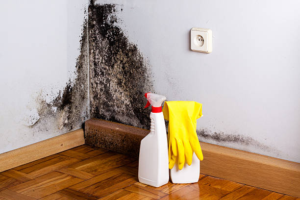 Best Attic Mold Removal  in Dilley, TX