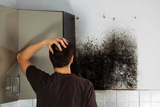 Best Toxic Mold Removal  in Dilley, TX